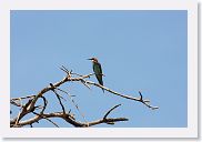 03LakeManyara - 63 * European Bee-eater.